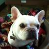 Lola, the Galvestonian French Bulldog, arrived for Thanksgiving and New Years!
