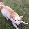 Prada, the Golden Retriever Collie mix, had a grand time on PLAYcation!