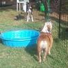 Heat? What heat! These dogs are Lovin' and Chillin' with the cool water!