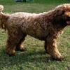 Max, a fun-loving Labradoodle!