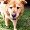 Simba, the Senior Chow, moves stately through the yards.