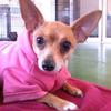 Lucy, a tiny and sweet chihuahua, arrived sporting a Pink Football jacket!