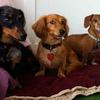 Three of four Dachshunds!