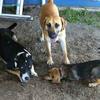 Zoe, Layla, and Millie Puppy hard at PLAY in the sand!
