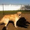 Skye, standing, and Lilly, big and beautiful!