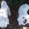 The Maltese Brothers love the Big Outdoors for their PLAYcation!