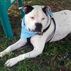 Bandit, a gentle American bulldog, loves the lush grass.