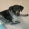Sophie stays right by your side! She  a Pointer and Blue Heeler mix, and a great dog.