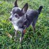 Poncho is a Teacup Chihuahua, weighing in at 7 pounds! He is a Big Dog at Heart!