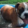 Oscar knows how to Chill Out on a Hot Summer Day in Galveston!