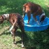 Oscar and Holly both love the water.