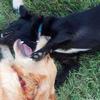 Romp n Roll on a Galveston summer afternoon, with Smokey and Brady!