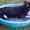 Max, the Mountain Dog, loves the cool Galveston waters as well!