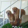 Two Goldens in the Garden make a perfect picture!