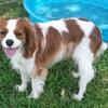 Meet Harvey, a beautiful Cavalier King Charles Spaniel.