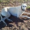 Sadie, the elegant Greyhound.