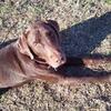 Big Max, the Chocolate Lab, stayed for 6 weeks.