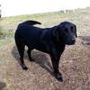 Bodie, the Black Lab.