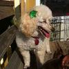 Biscotti, the white Miniature Poodle, arrived with green ribbons and matching toenail polish!
