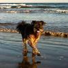 Bogart is a 13 year old Schnoodle, who gets pep in his step while walking on the Galveston Beaches!