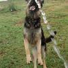 Bella, a beautiful shepherd that loves to play in the water!