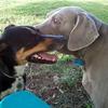 Ghost, on the right, is a friendly Wiemereiner, who happens to love other dogs and doggie ice cream!