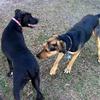 Gracie and Kipp doing the Doggie Dance before PLAY!