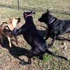 Sassy, Gracie, and Bailey hard at PLAY.