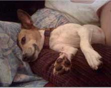 Pampered dog on vacation, lying on pillow.