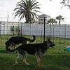 Big dogs and little dogs are Safe and Secure with enclosed outdoor play areas.